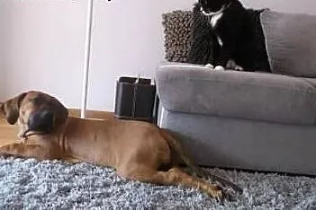 Fila brasileiro,  kujawsko-pomorskie Toruń