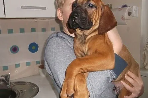Fila brasileiro,  kujawsko-pomorskie Toruń