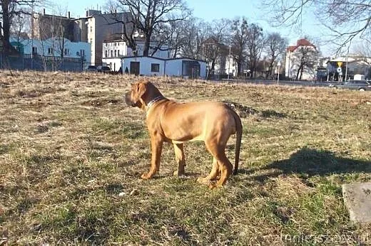 Fila brasileiro,  kujawsko-pomorskie Toruń