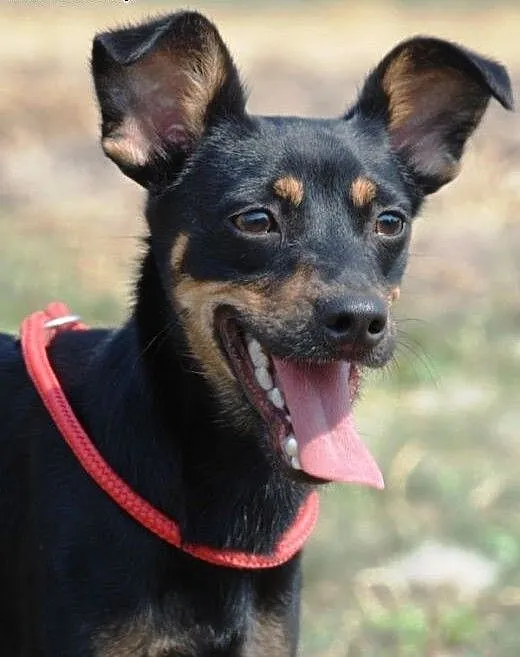 Rożek piękny, młodziutki mix pinczer ADOPCJA, mał