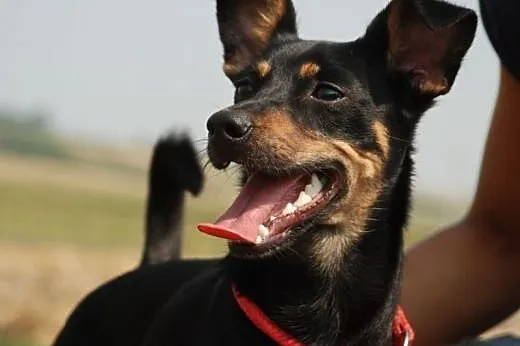 Rożek piękny, młodziutki mix pinczer ADOPCJA,  mał