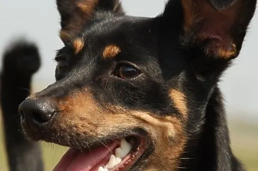 Rożek piękny, młodziutki mix pinczer ADOPCJA,  mał