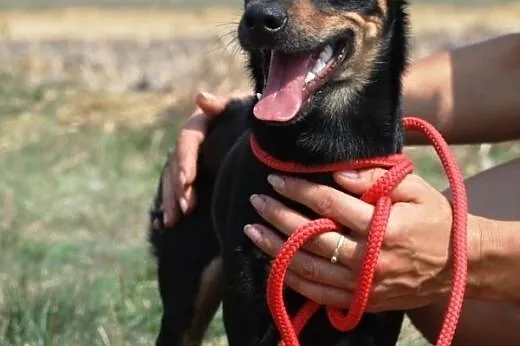 Rożek piękny, młodziutki mix pinczer ADOPCJA,  mał