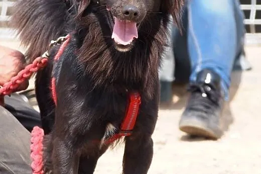 Sandokan-śliczny misiek do adopcji,  wielkopolskie Poznań