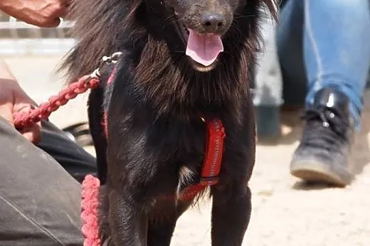 Sandokan-śliczny misiek do adopcji,  wielkopolskie