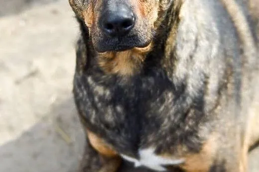 Młodziutka, wesoła i bezkonfliktowa- Tigra, suczka ideał ADOPCJA,  Kundelki cała Polska