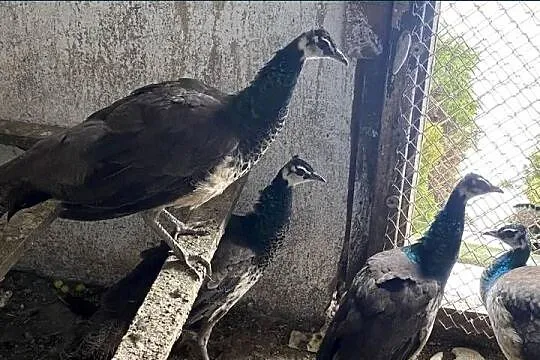 Sprzedam pawie samice, Podkarpackie, Kolbuszowa