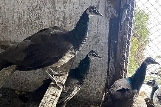 Sprzedam pawie samice, Podkarpackie, Kolbuszowa