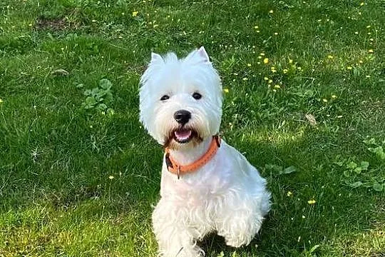 Na sprzedaż suczka  West Highland Terrier!, Mazowieckie, Warszawa