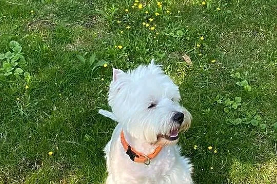 Na sprzedaż suczka  West Highland Terrier!, Mazowieckie, Warszawa