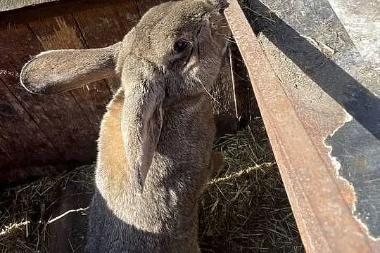 Króliki mieszance, Wielkopolskie, Dobra Nadzieja