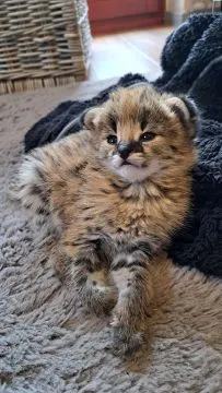 kotów rasy savannah Serwal i karakal kotów kotów rasy savannah, , Warszawka