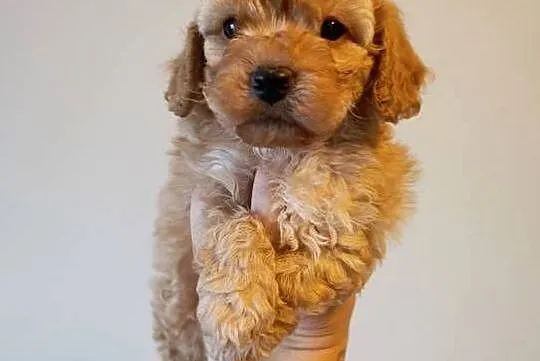 Maltipoo szczeniaki, Opolskie, Krapkowice