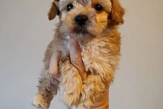 Maltipoo szczeniaki, Opolskie, Krapkowice