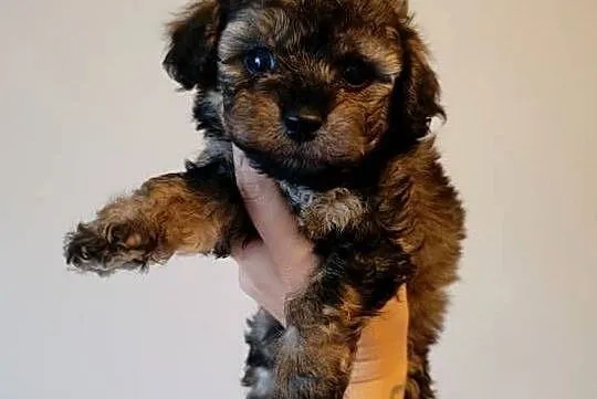 Maltipoo szczeniaki, Opolskie, Krapkowice