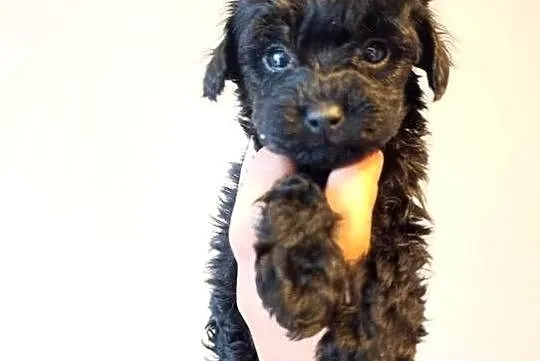 Maltipoo szczeniaki, Opolskie, Krapkowice