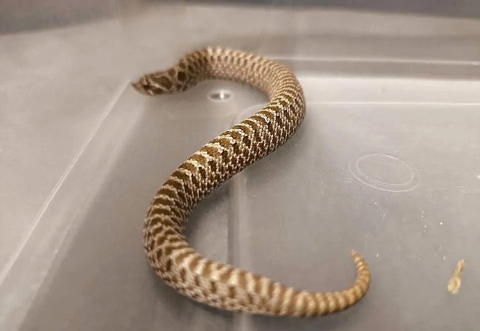 Heterodon zachodni SAMICA normal het albino 50% het toffie, Śląskie, Bytom