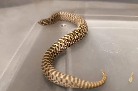 Heterodon zachodni SAMICA  normal het albino 50% het toffie, Śląskie, Bytom