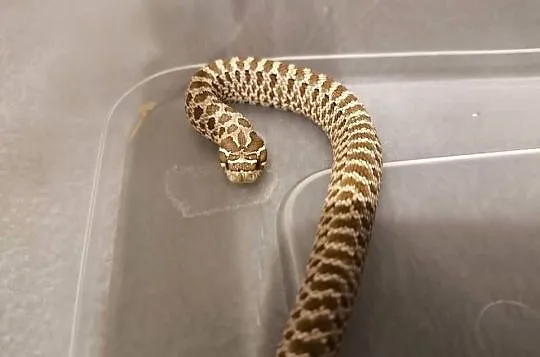 Heterodon zachodni SAMICA  normal het albino 50% het toffie, Śląskie, Bytom