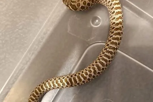 Heterodon zachodni SAMICA  normal het albino 50% het toffie, Śląskie, Bytom