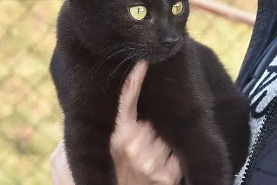 Młoda czarna kotka szuka domu, Głogów