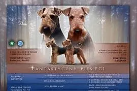 Airedale Terrier szczenięta ZKwP/FCI