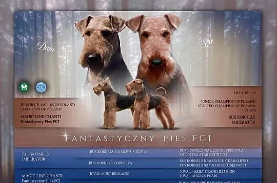 Airedale Terrier szczenięta ZKwP/FCI