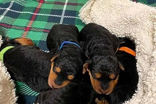 Airedale Terrier szczenięta ZKwP/FCI, Kujawsko-pomorskie, Mogilno