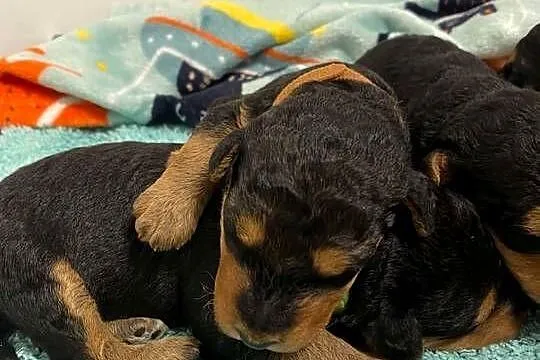 Airedale Terrier szczenięta ZKwP/FCI, Kujawsko-pomorskie, Mogilno