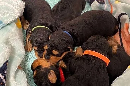 Airedale Terrier szczenięta ZKwP/FCI, Kujawsko-pomorskie, Mogilno
