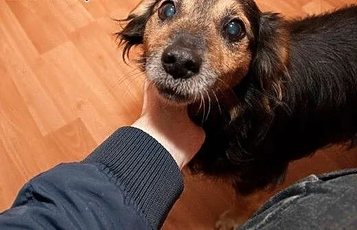 Mały, łagodny Borysek do adopcji :), dolnośląskie