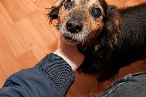 Mały, łagodny Borysek do adopcji :),  dolnośląskie