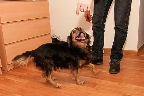 Mały, łagodny Borysek do adopcji :),  dolnośląskie