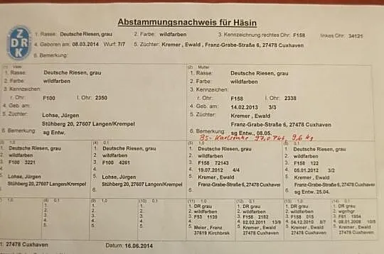 Belgijski Olbrzym Szary samica rasowa Kremer