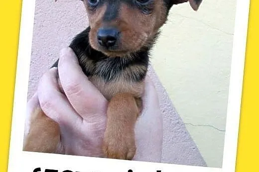 Szczeniaki,małe,średnie,piesek,suczki do adopcji, 