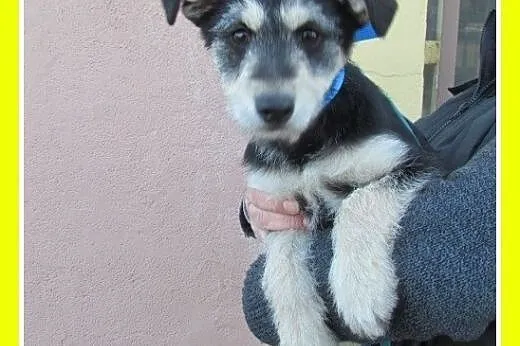 Szczeniaki,małe,średnie,piesek,suczki do adopcji, 