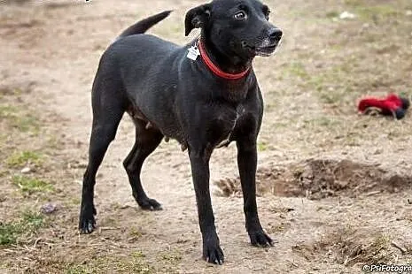 Tina, sunia uratowana,  dolnośląskie Wrocław