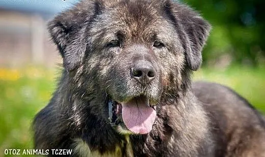 OTOZ Animals - Zeus - prawdziwy stróż w typie kauk