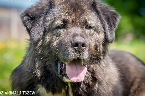 OTOZ Animals - Zeus - prawdziwy stróż w typie kauk