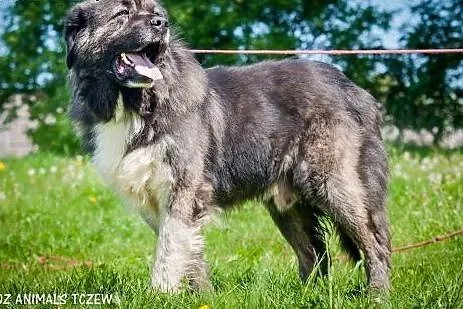 OTOZ Animals - Zeus - prawdziwy stróż w typie kauk