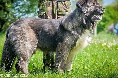 OTOZ Animals - Zeus - prawdziwy stróż w typie kauk