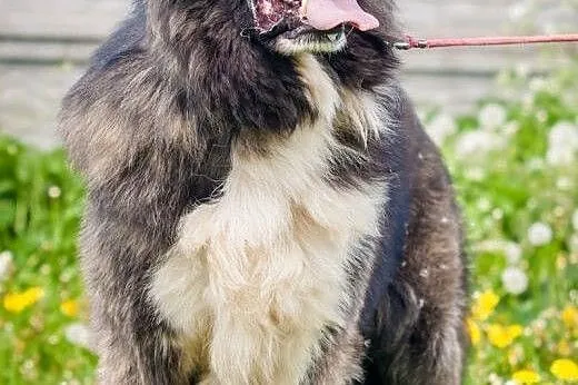 OTOZ Animals - Zeus - prawdziwy stróż w typie kauk