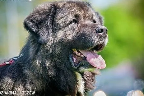 OTOZ Animals - Zeus - prawdziwy stróż w typie kauk