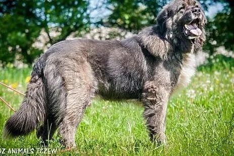 OTOZ Animals - Zeus - prawdziwy stróż w typie kauk