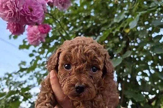 Suczki Maltipoo rezerwacja