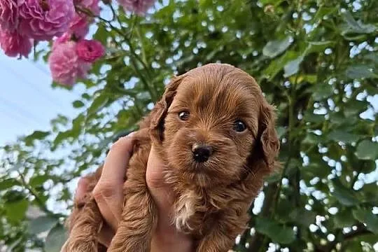 Suczki Maltipoo rezerwacja, Świętokrzyskie, Porąbki