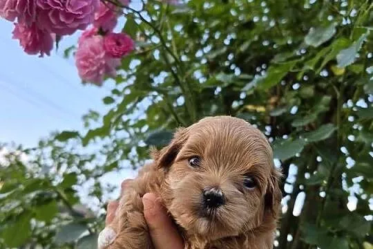 Suczki Maltipoo rezerwacja, Świętokrzyskie, Porąbki