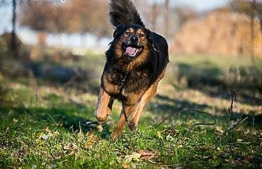 Jest tylko jeden taki pies na świecie - mądry, pię