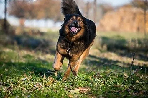 Jest tylko jeden taki pies na świecie - mądry, pię