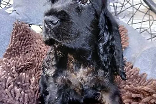 Śliczny Cocker spaniel Angielski